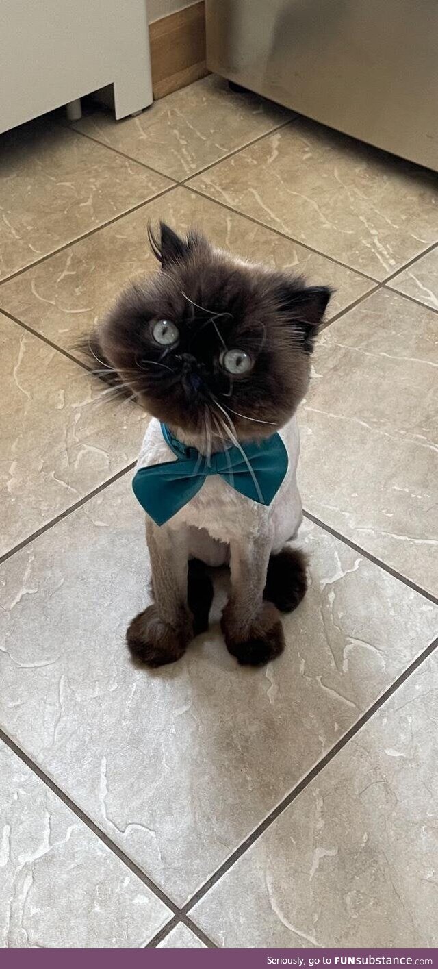 Bug got a haircut
