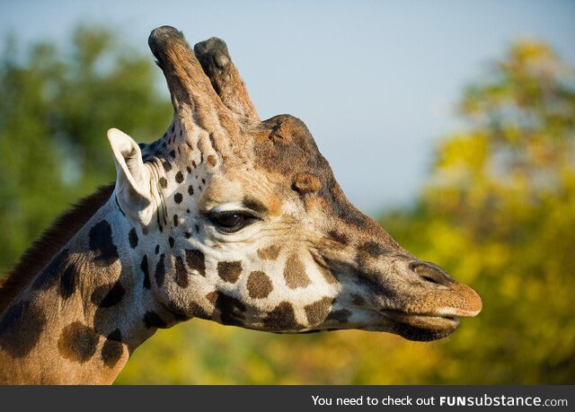 This giraffe