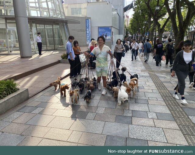 Doggos galore