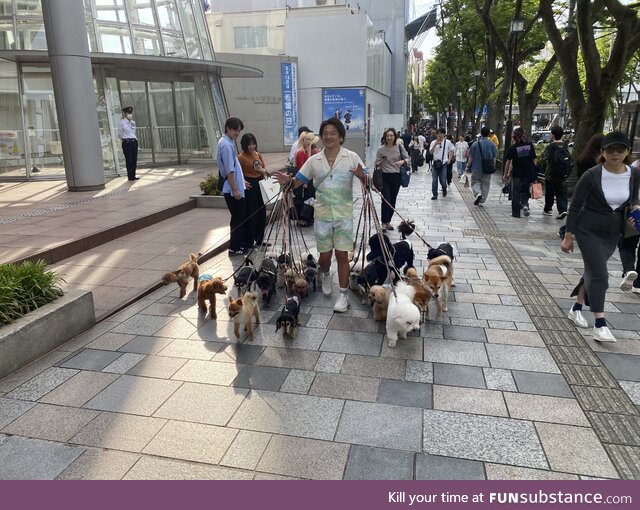 Doggos galore!