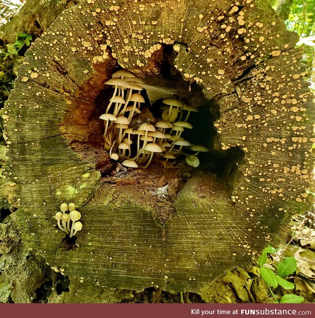 Tiny house: Mushroom edition