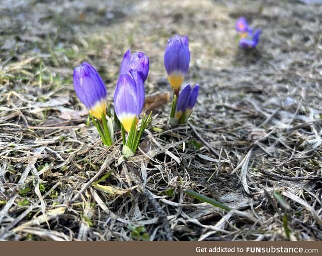 Spring time