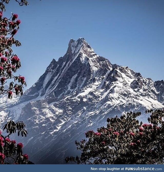 Machhapuchhare Himal views from Tadapani