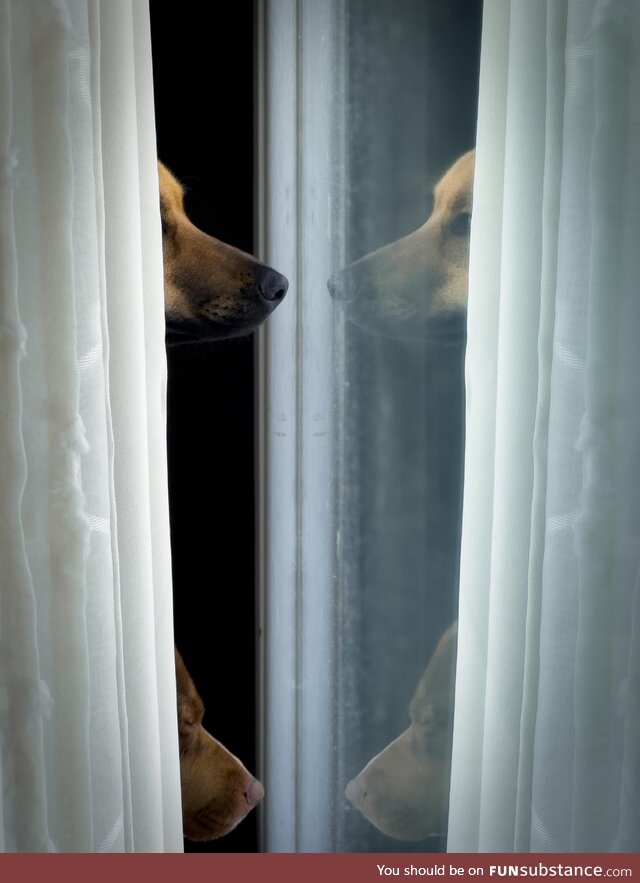 Between the Veil - dogs love staring out the window