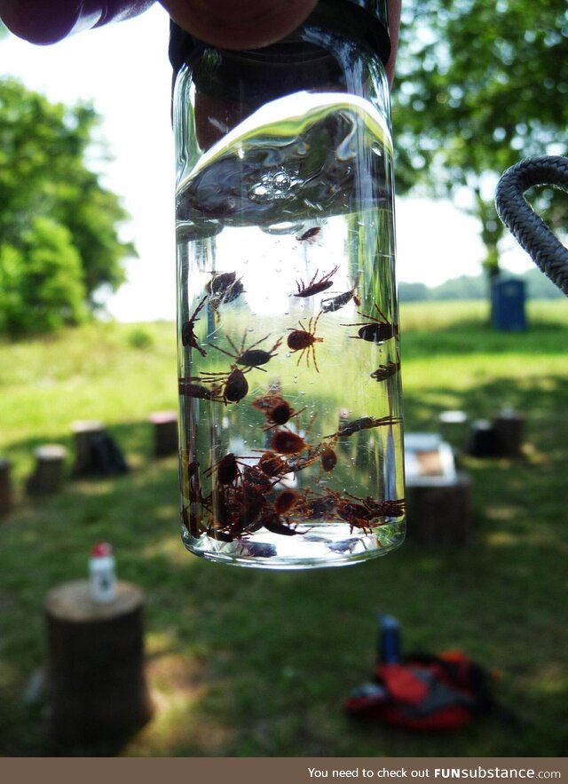 [OC] A vial of ticks from a single walk through a field during the summer