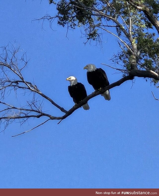 Two Eagles on the Cedar River in Cedar Rapids, IA