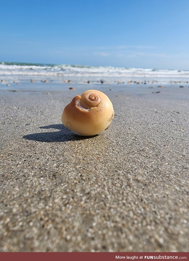 Snapped this picture of a shell at the beach [OC]