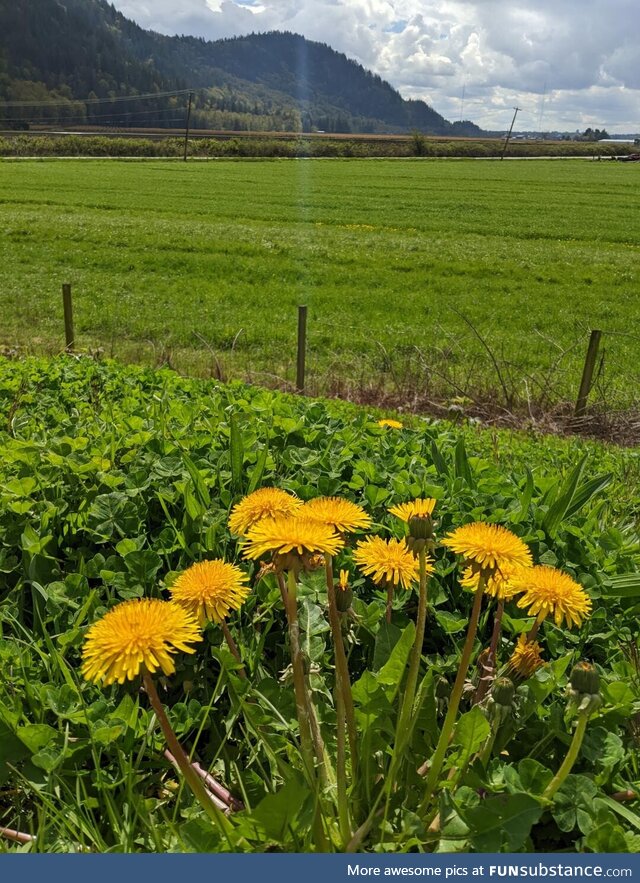 [OC] I love Dandelions! (even their name is cool)