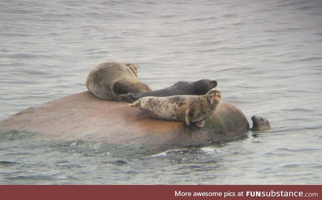 Some grey seals