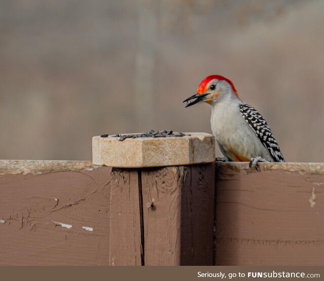 Hungry woodpecker