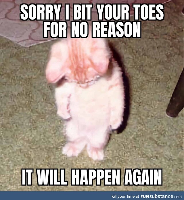 Cats be like