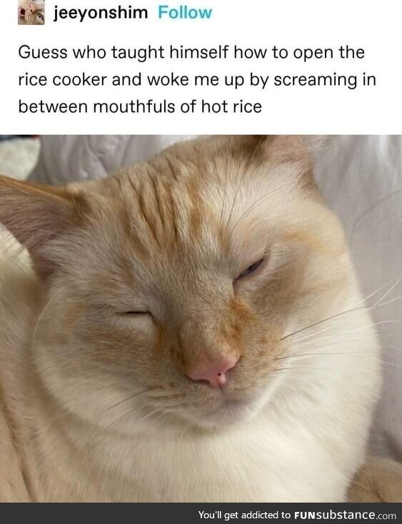 Cat rice