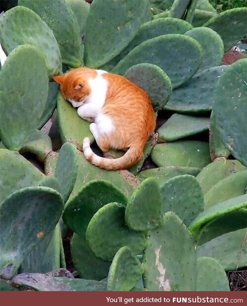 zzZ