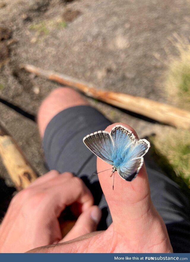 Met this cute little friend in the middle of the mountains