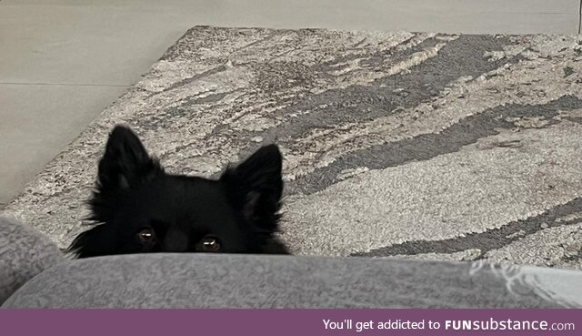 Our dog is seeking for attention :)