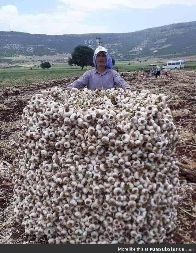 An impressive pile of garlic