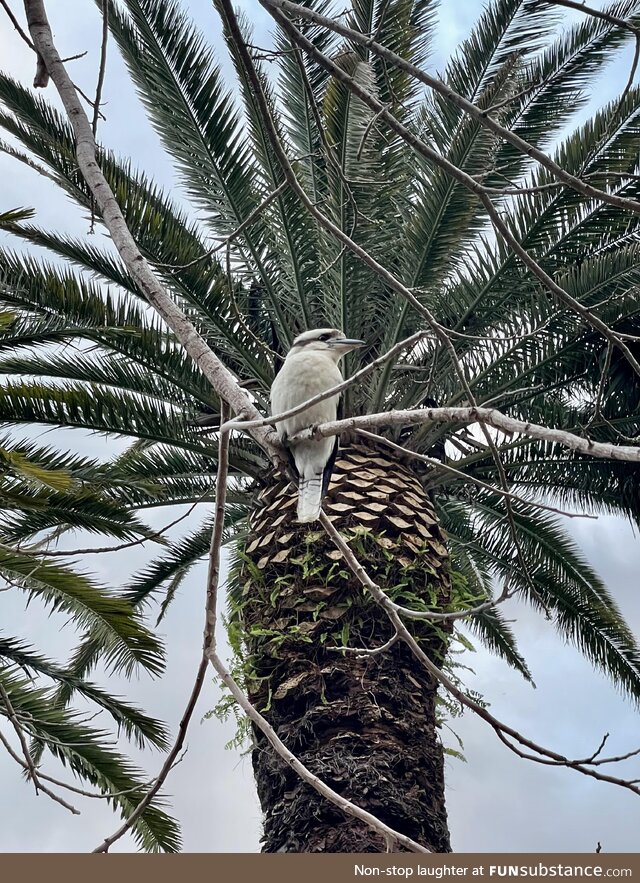(OC) The beautiful Kookaburra