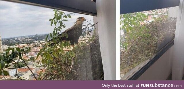 Two eagles have decided to build a nest right outside this 12th floor window