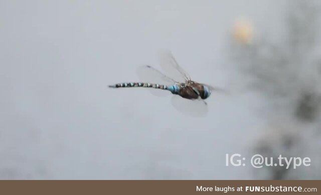 Dragonfly excreting mid-flight