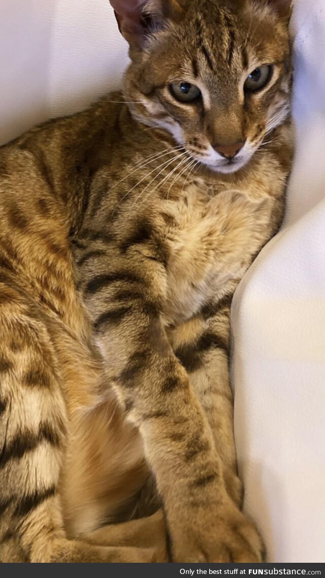 Her name is Bastet