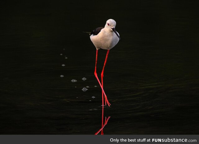 [OC] Black-winged stilt wandering the shallow waters of marshland near Chennai, India