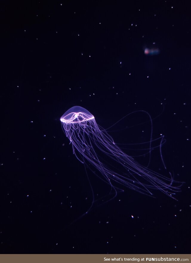 Picture of a jellyfish from Monterrey Bay Aquarium