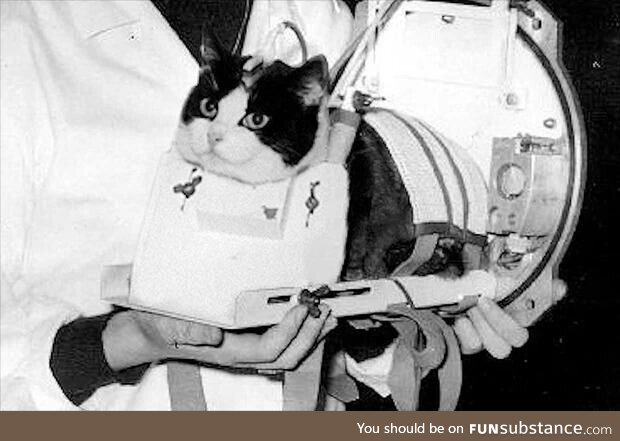 Félicette, the first cat in space (1963)