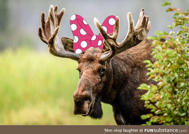 Minnie moose