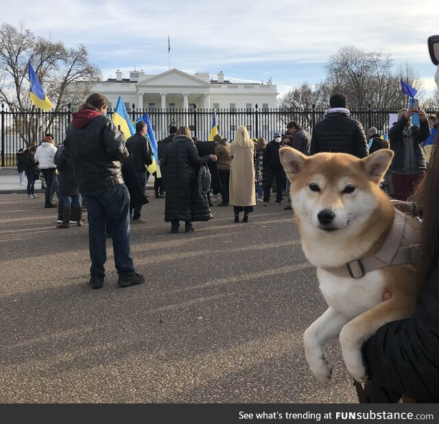 [OC] shiba stand much with ukraine