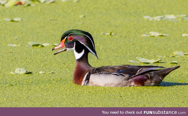 Wood duck