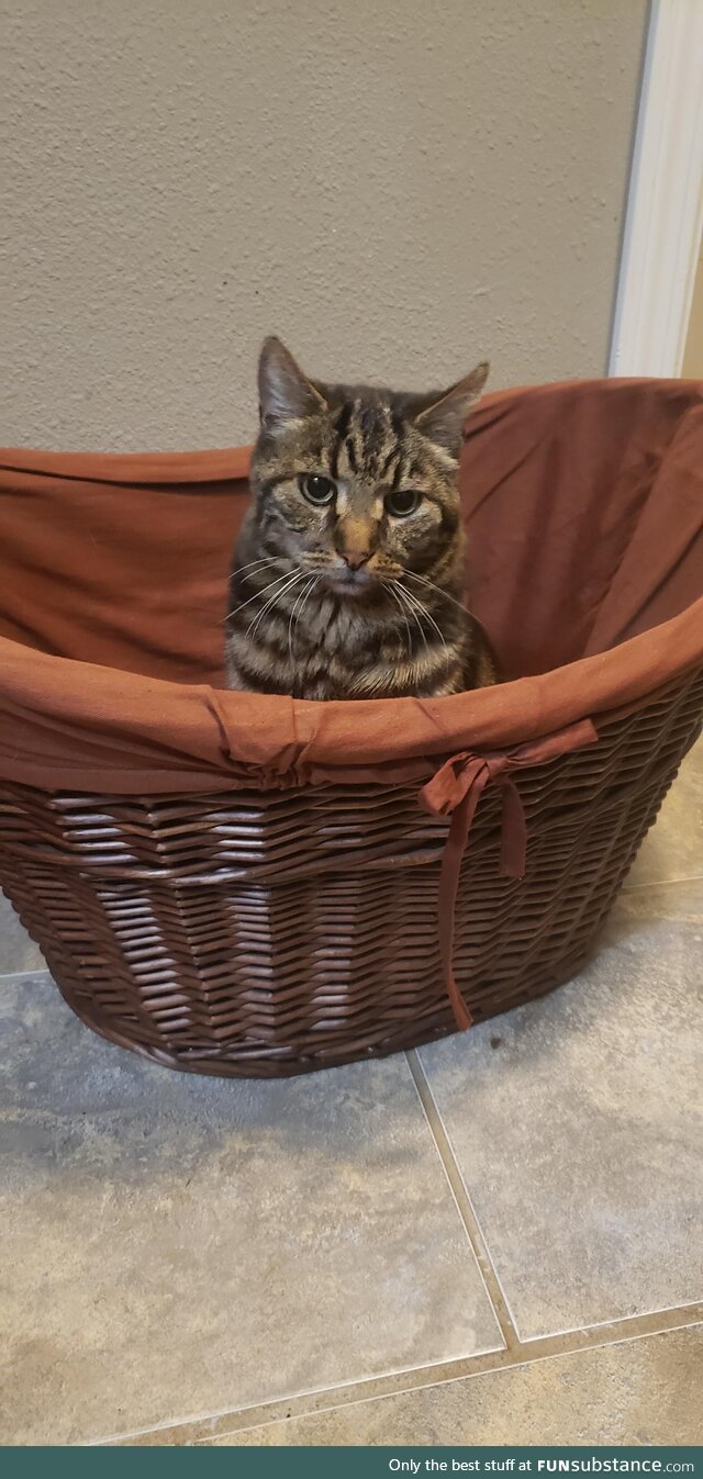 Cat in the basket.[OC]