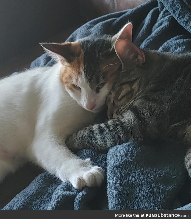 Sisterly 
