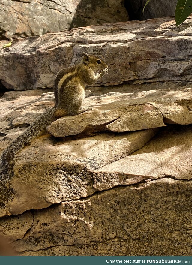 Squirrel eating nuts