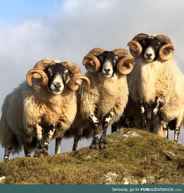 Wild sheep