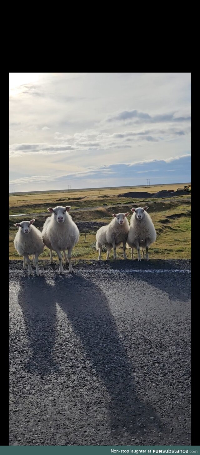 Icelandic sheep