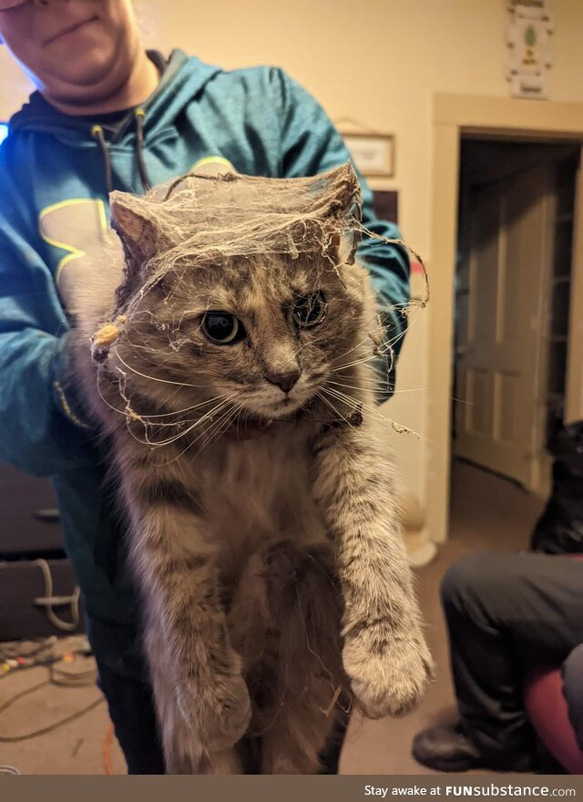 My cat snuck in the basement while I was priming the furnace