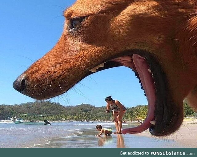 Dog interrupts photo, creating once in a lifetime shot