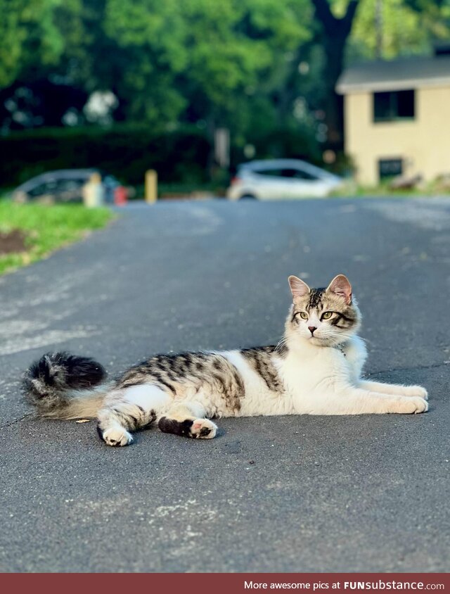 Kitty