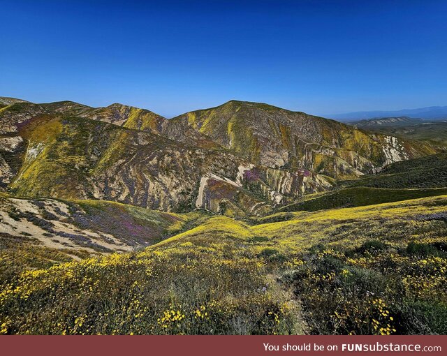 Superbloom in California (OC)