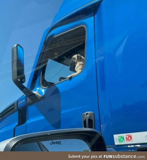 This good boy was going the speed limit