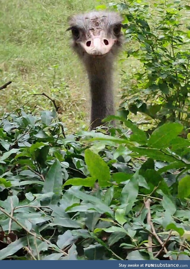 Went to the zoo today