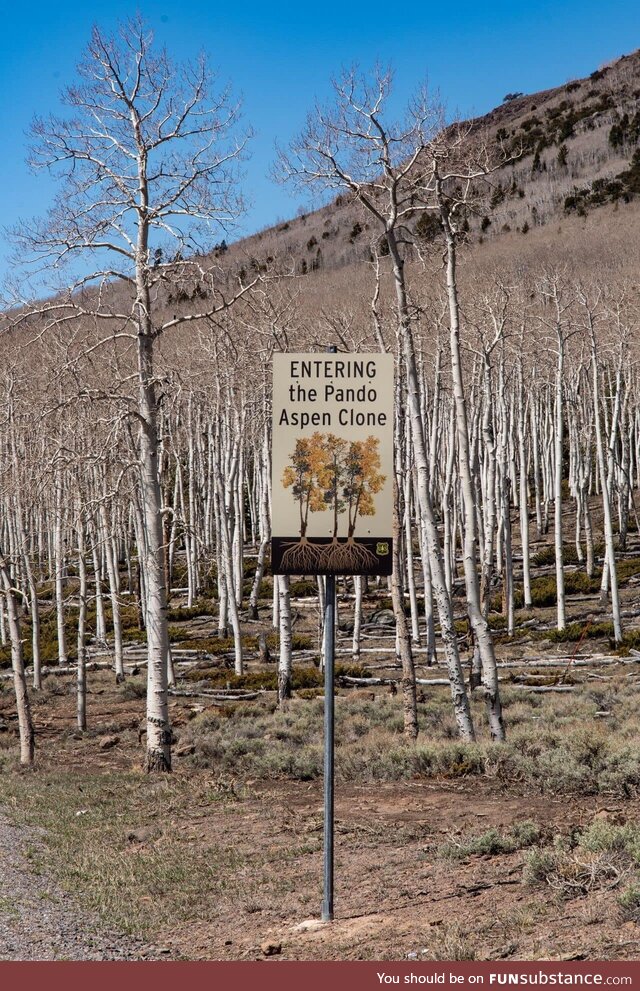 Meet Pando, not a forest but a single tree