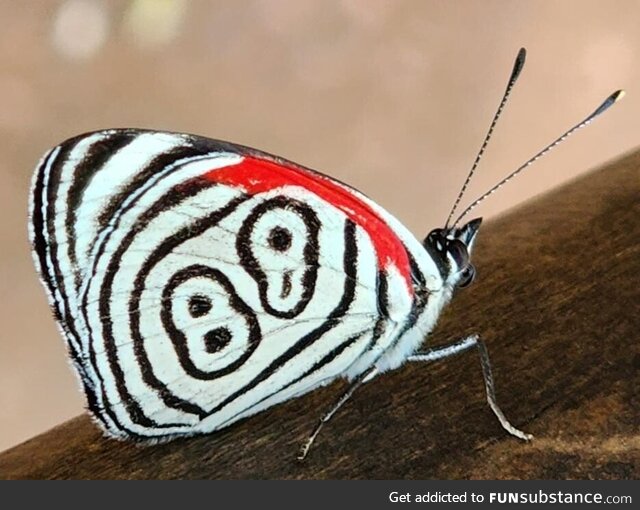 Interesting butterfly at Iguazu Falls