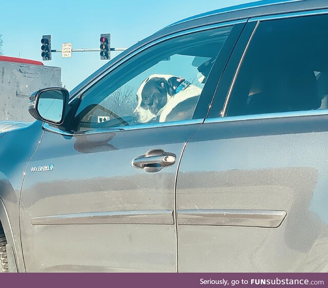 Self-driving dog. Watch out Tesla!