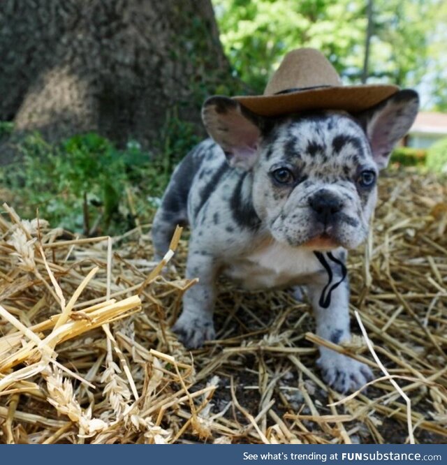 There’s a new sheriff in town. [OC]