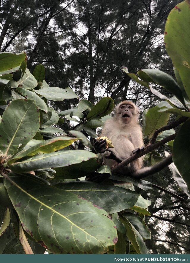 [OC] A surprised monkey
