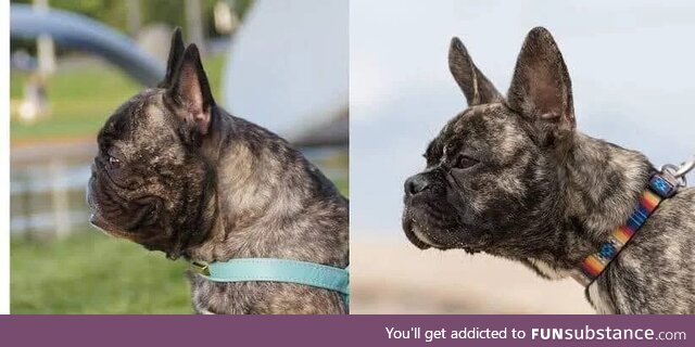 A breeder in the Netherlands has been working to make the French Bulldog a "healthier"