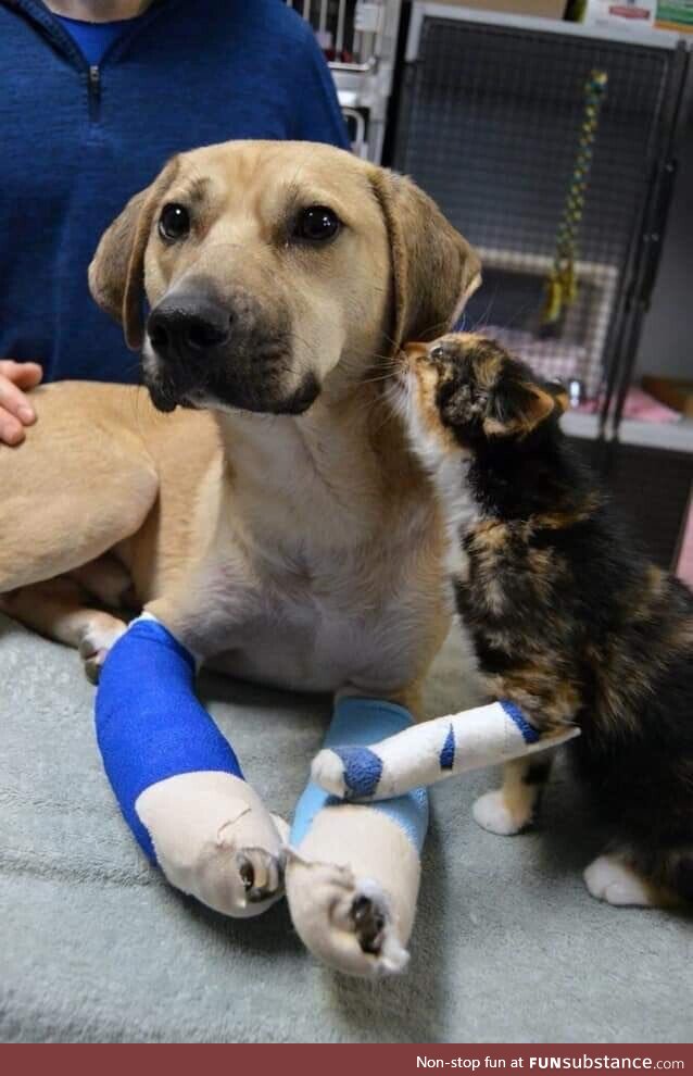 So sad After the fires in Turkey The consolation of two injured friends. Pay attention to