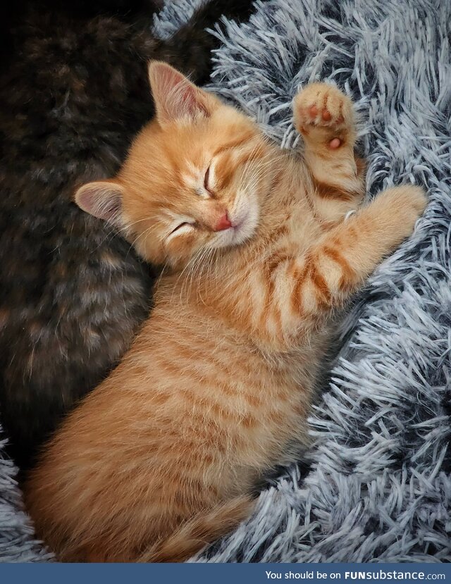 Cheddar sleeps in the sweetest little poses