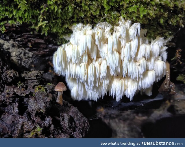 Night portrait, Lions Mane, Olympia WA USA